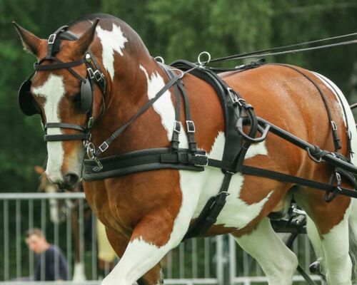 Horse Harness